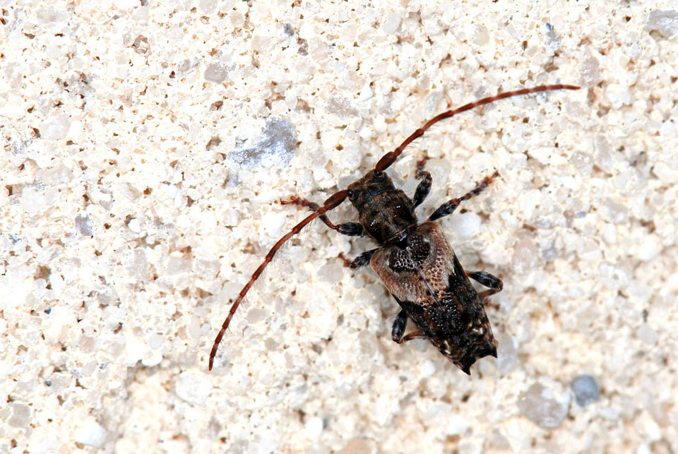 identificazione: Pogonocherus hispidus